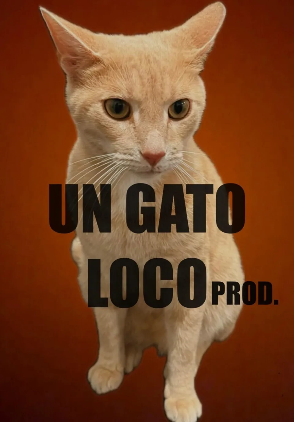 Un Gato Loco