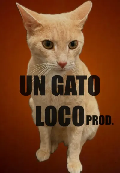 Un Gato Loco